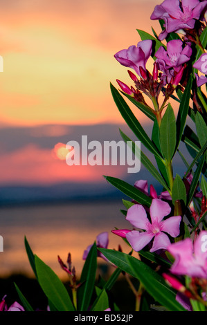 Nerium Oleander (Oleander) bei Sonnenuntergang Stockfoto