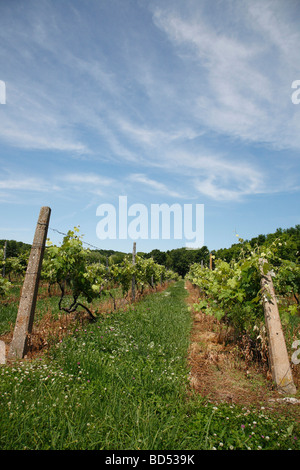 Weinbau Trauben Plantage Rebflächen Landschaft Ohio in den USA Island Put in Bay no Hi-res Stockfoto