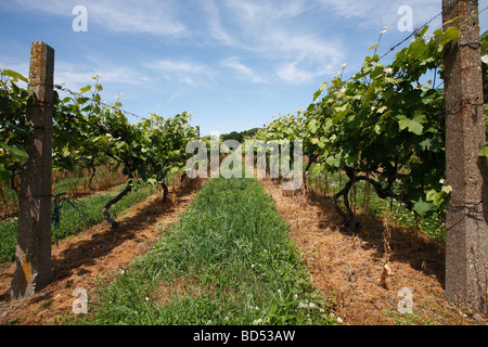 Island Put in Bay mit Weinbau Trauben Plantage Weinberge Landschaft flacher Winkel Niemand in den USA Ohio OH Lifestyle Alltag Hi-res Stockfoto