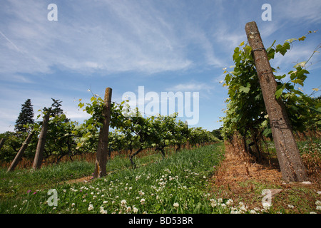 Island Put in Bay mit Weinbau Trauben Plantage Weinberge Landschaft Niemand in den USA USA Ohio OH Lifestyle Alltagsleben Hi-res Stockfoto