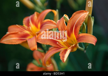 Orange Day Lilien Hemerocallis fulva die schönen Blumen Bilder Bilder Fotos große hohe Auflösung in den USA USA horizontale Hi-res Stockfoto