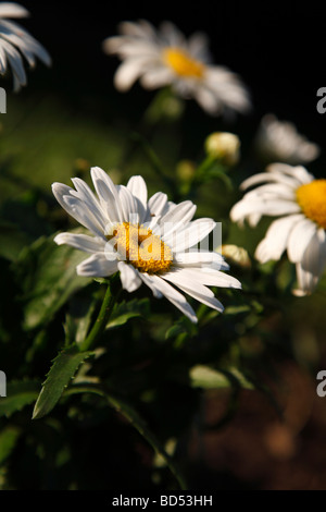 Weiße Daisies Daisy wilde Blumen von oben oben Nahaufnahme natürliches Grün verschwommener Hintergrund Stillleben Fotos in den USA vertikale Hochauflösung Stockfoto