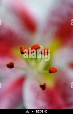 Lilien Stargazer weiße Lilie in Blüte Staubblätter mit Pollenblüten blumig Nahaufnahme Seitenansicht Niemand verschwommene Unschärfe Hintergrund in USA USA Hi-res Stockfoto