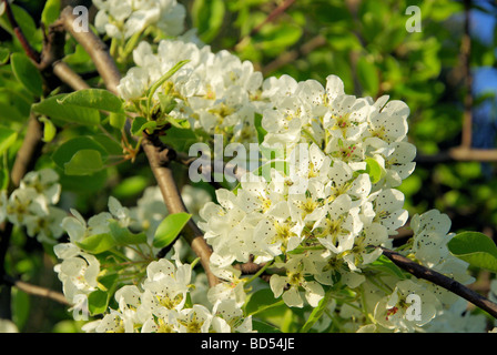 Birnbaumblüte blühende Birnbaum 23 Stockfoto