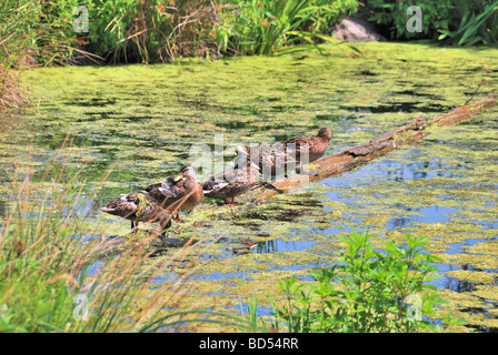 Enten in einer Reihe. Stockfoto