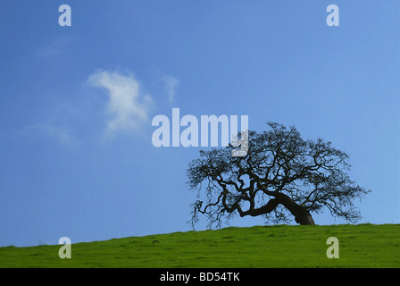 Eiche auf einem Hügel in Sonoma County, Kalifornien Stockfoto