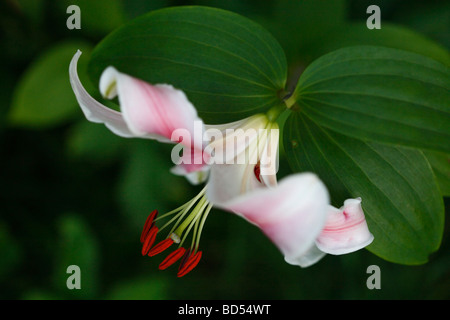 Lilien Stargazer weiße Lilie in Blüte Staubblätter mit Pollenblüten blumig Nahaufnahme Seitenansicht Niemand verschwommene Unschärfe Hintergrund in USA USA Hi-res Stockfoto