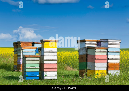 Bienenstöcke im bunten Boxen in der kanadischen Prärie, Pembina Valley, Manitoba, Kanada. Stockfoto