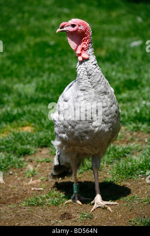 Inländische Türkei (Meleagris Gallopavo), züchten: blauer Schiefer, junges Männchen Stockfoto