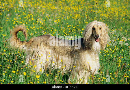 Afghanischer Windhund - stehend auf Blumenwiese Stockfoto