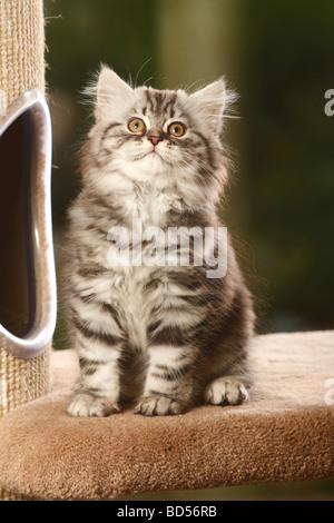 British Longhair Katze Kätzchen Schwarz Silber Tabby Highlander Flachländer Britanica Stockfoto