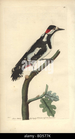 Natürlich Gravieren von einem Buntspecht (Picus großen) von "Naturforscher des Sammelbandes" (1794). Stockfoto