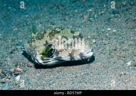 Whitespotted Kugelfisch Arothron Hispidus Futtersuche auf Sandboden Bali Indonesien Stockfoto