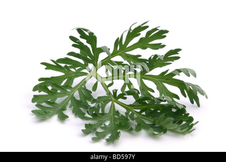 Wermut Wermut 02 Stockfoto