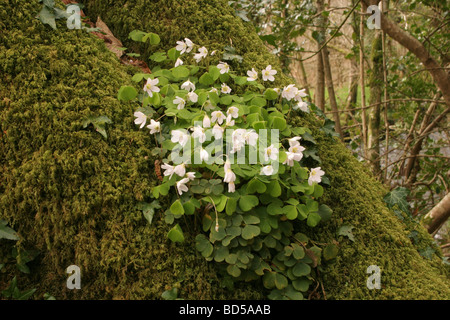 Sauerklee Oxalis Acetosella Oxalidaceae hoch oben auf einer Eiche wächst als Epiphyt UK Stockfoto