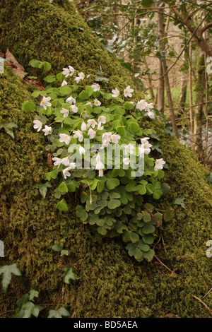 Sauerklee Oxalis Acetosella Oxalidaceae auf einer Eiche wächst als Epiphyt UK Stockfoto