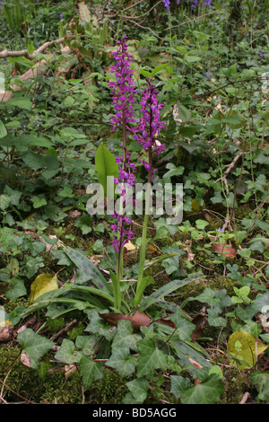 Frühe lila Orchideen Orchis Mascula im Wald UK Stockfoto