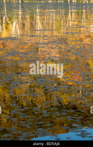 Reflektierte Birken im Teich mit Seerosen Stockfoto