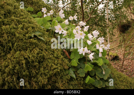 Holz, Sauerampfer Oxalis Acetosella Oxalidaceae wächst als Epiphyt auf einer Eiche UK Stockfoto