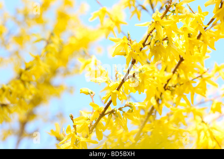 charmante gelben Forsythien ergibt sich in einem zeitgenössischen Stil Kunstfotografie Jane Ann Butler Fotografie JABP523 Stockfoto