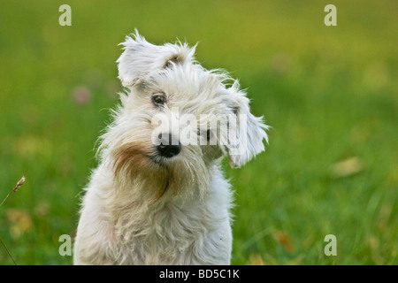 Zwergschnauzer, sitzen auf einer Wiese, Porträt Stockfoto