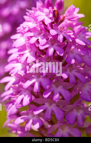 Nahaufnahme von der Pyramiden-Orchidee, Anacamptis pyramidalis Stockfoto