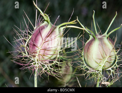 Nigella Samen Blütenköpfe, in einem Garten in Norfolk in der Nacht mit einem Blitz getroffen. Stockfoto