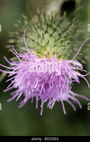 Wilde Disteln im Sommer UK Stockfoto