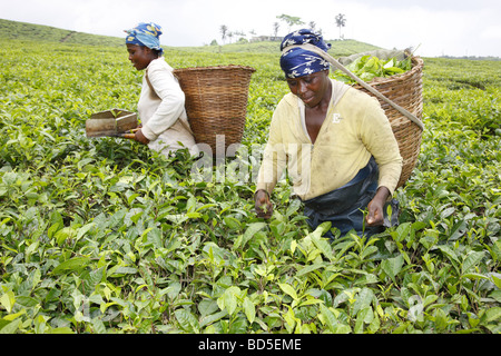 Teepflückerinnen, Teeplantage in Mount Cameroun, Buea, Kamerun, Afrika Stockfoto