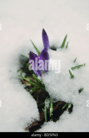 Eine winterharte mehrjährige lila lila Krokus entsteht durch den Winterschnee im Frühjahr Stockfoto