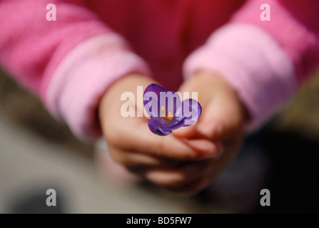 Ein Kind mit rosa Ärmel hält eine winterharte mehrjährige lila Frühling Krokus Blüte in ihren Händen. Stockfoto