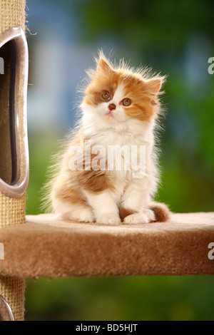 British Longhair Katze Kätzchen Zimt Schildpatt Weiß Highlander Flachländer Britanica Stockfoto