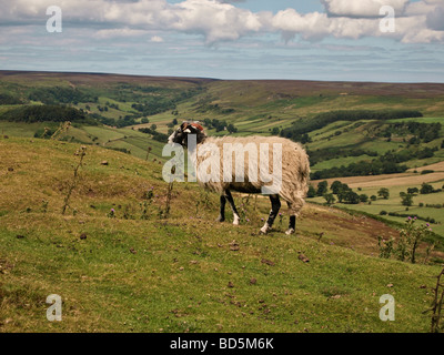 Schafe auf North York Moors National Park in der Nähe von Rosedale UK Stockfoto