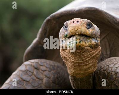 Riesenschildkröte an der Charles Darwin Research Center Santa Cruz in den Galapagos-Inseln Stockfoto