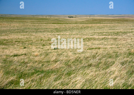 Hohe Gräser Prärie in South Dakota USA Stockfoto