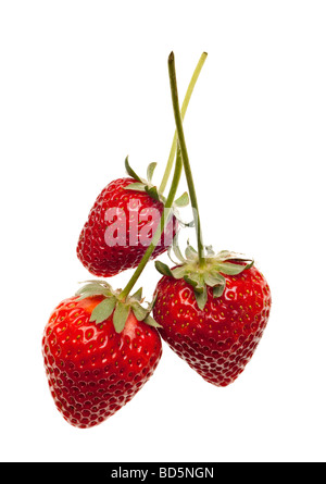 Reife rote Erdbeeren mit stammt und verlässt isolierten auf weißen Hintergrund Stockfoto