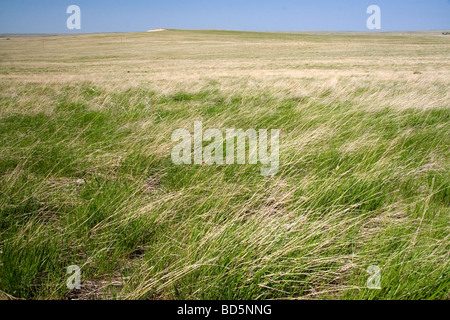 Hohe Gräser Prärie in South Dakota USA Stockfoto