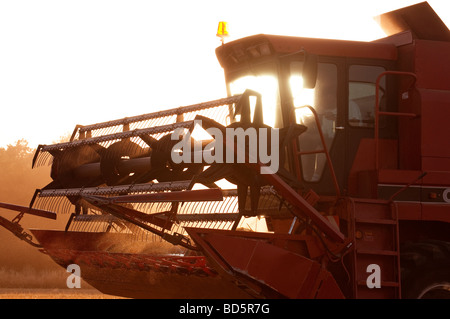 Close-up / Silhouette der Fall International 1660 kombinieren Mähdrescher Getreide Lifter / Header - Sud-Tourine, Frankreich. Stockfoto