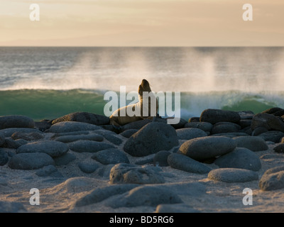 Seelöwen, blickte in den Himmel mit Wellen, die am Strand auf North Seymour Island in den Galapagos-Inseln Stockfoto