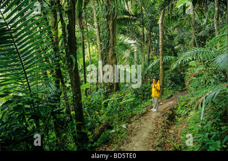 Wanderer auf großen Bäumen Trail im El Yunque Regenwald Caribbean National Forest Puerto Rico Bohne AL Pix 0117 Stockfoto