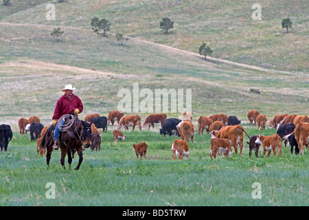 American Cowboy reitet Pferde hüten Vieh nördlich von Hot Springs South Dakota USA Stockfoto