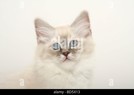 Heiligen Katze von Birma Kätzchen Birman Stockfoto