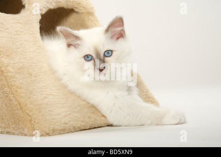 Heiligen Katze von Birma Kätzchen Birman Stockfoto