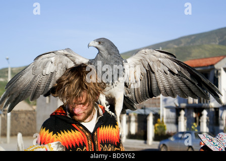 Touristen in den Colca Canyon hält einen schwarzen Oberkörper Bussard Adler, Peru Stockfoto