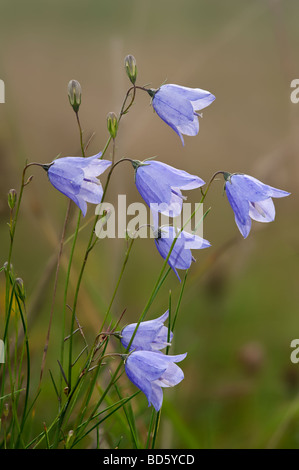 Glockenblume Campanula Rotundifolia bei Pewsey Downs National Nature Reserve, Wiltshire Stockfoto