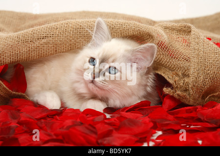 Heiligen Katze von Birma Kätzchen Birman Stockfoto