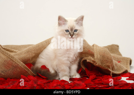 Heiligen Katze von Birma Kätzchen Birman Stockfoto