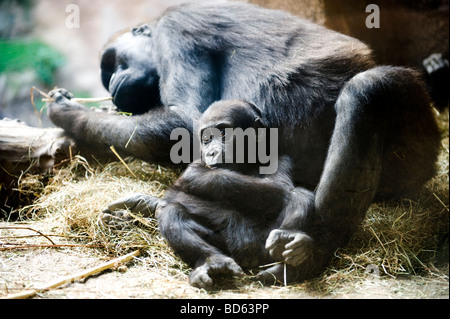 Ein Berggorilla und ihr Baby entspannen Sie sich in das Gehege im Zoo Leipzig, Deutschland. Stockfoto