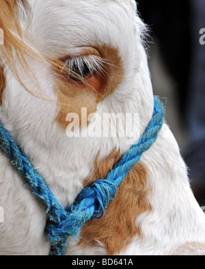 Hereford Bull Nahaufnahme von Kopf und Auge RWS Royal Welsh Show 2009 Stockfoto