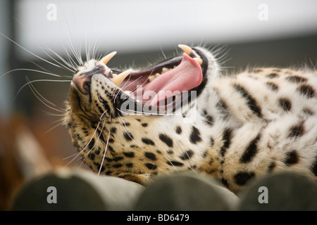 Der vom Aussterben bedrohte Amur-Leopard ( Panthera pardus orientalis) aus Russland - nur etwa 35 in der Welt, Wildlife Heritage Foundation, Großbritannien Stockfoto